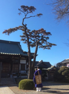 本堂前一本松の伐木供養