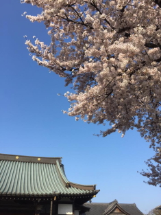 春彼岸後の桜